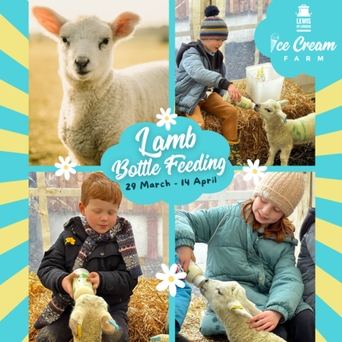 Lamb bottle feeding - WEBSITE