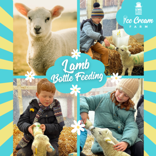 Lamb bottle feeding - WEBSITE (1)